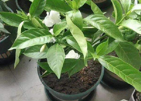 植物换土|盆栽植物怎么换土换盆