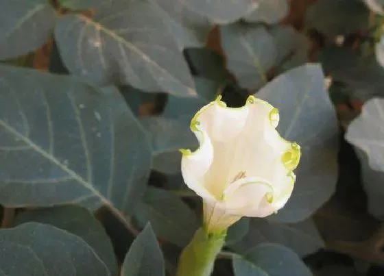 植物寓意|象征光明和希望的花 花语寓意代表着希望和光明的花