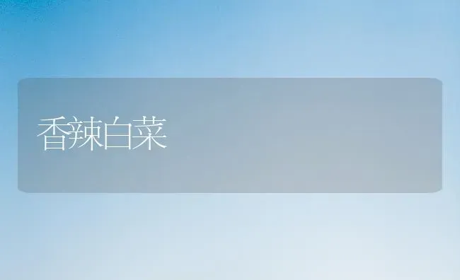 香辣白菜 | 蔬菜种植
