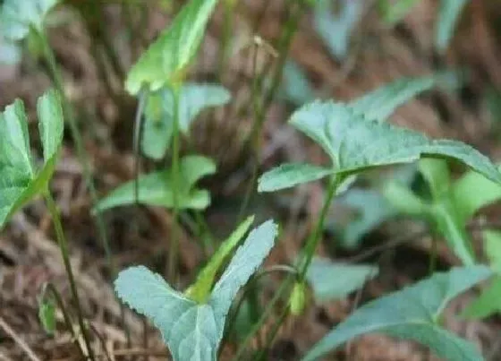 植物排行|高山植物有哪些