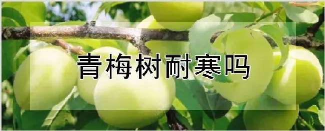 青梅树耐寒吗 | 农业科普