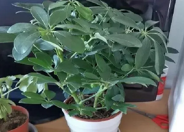 植物浇水|鸭掌木多久浇一次水