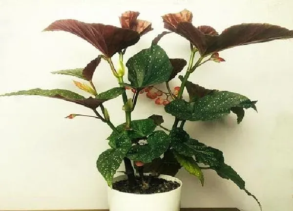 植物移栽|海棠上盆时间与养护方法