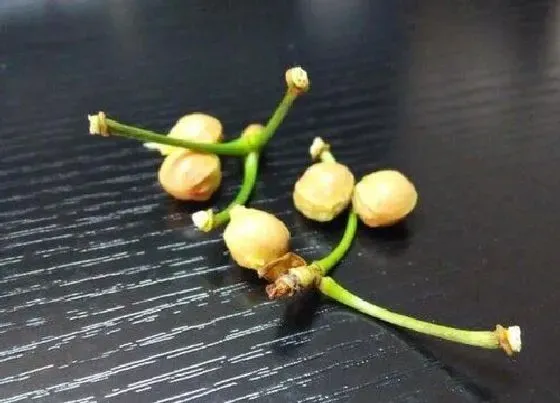 种植管理|樱桃核可以种吗
