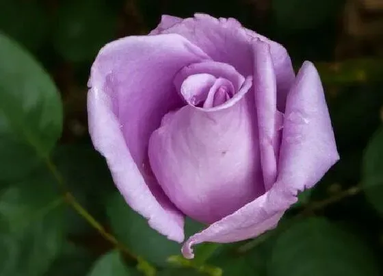 花语|19朵紫色玫瑰花代表什么意思（紫色玫瑰的寓意和花语）