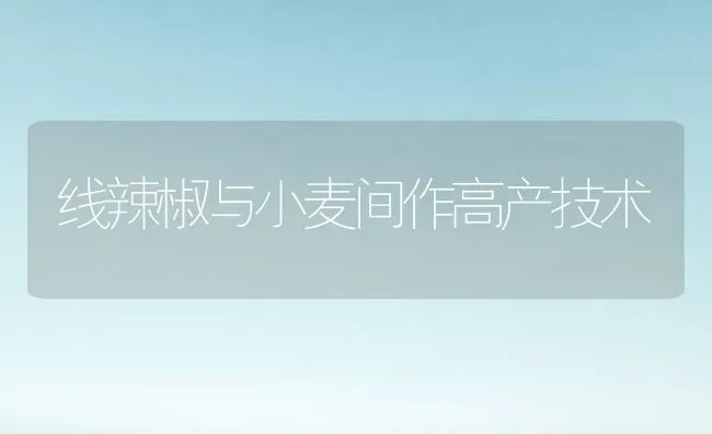 线辣椒与小麦间作高产技术 | 粮油作物种植