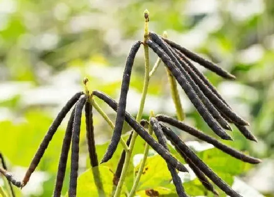 种植管理|绿豆什么时候种植最好