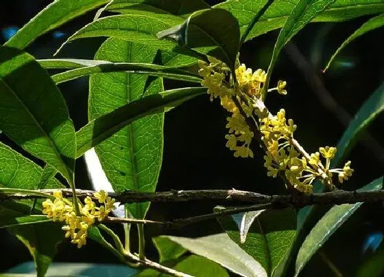 植物百科|金桂生长在什么地方