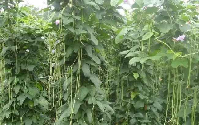 果期管理|长豆角开花期喷什么药不掉花，打什么药能提高豆角产量）