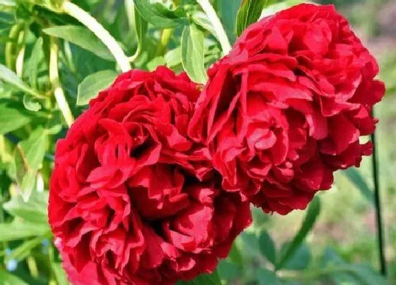 花朵|芍药花的特点
