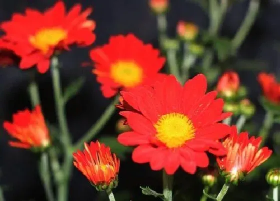 植物排行|菊花什么品种最好