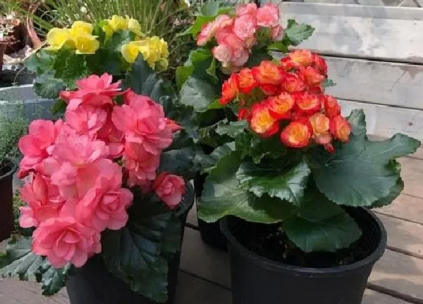 植物浇水|丽格海棠多长时间浇一次水