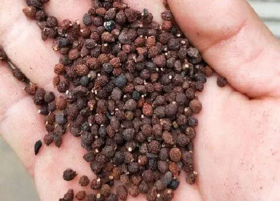 植物播种|兰花什么时候播种合适