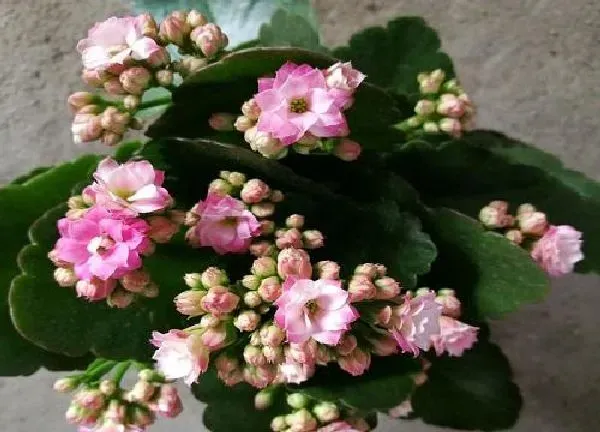 养殖科普|长寿花花谢后怎么处理 花谢后养护方法