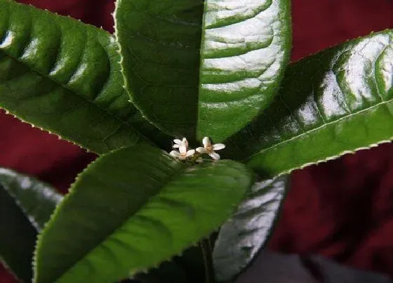 种植管理|桂花摘心打顶时间与方法