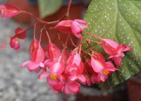 植物毒性|海棠有毒吗 可以放在室内养吗