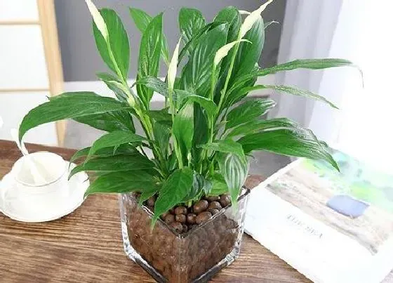 植物毒性|一帆风顺的汁液有毒吗