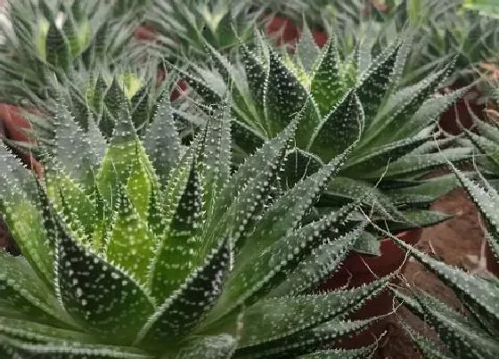 种植土壤|芦荟适合什么土壤种植 盆栽芦荟需要什么土壤栽种