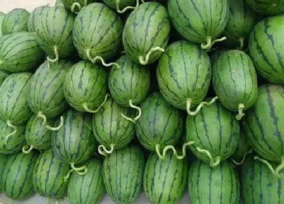 植物排行|西瓜哪个品种好