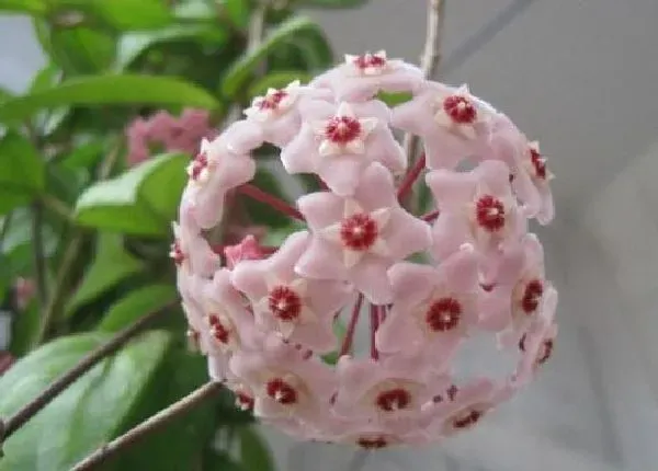 植物浇水|球兰浇什么水好 浇水长得快