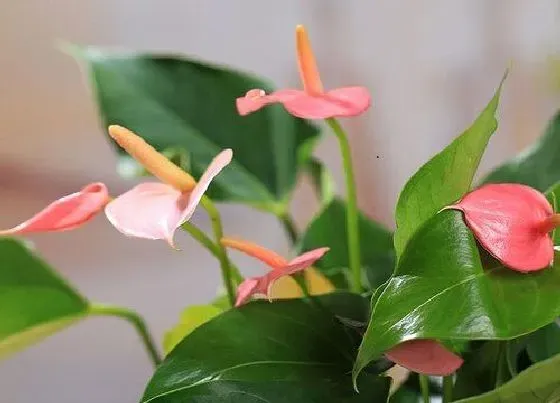 植物百科|红掌是什么植物