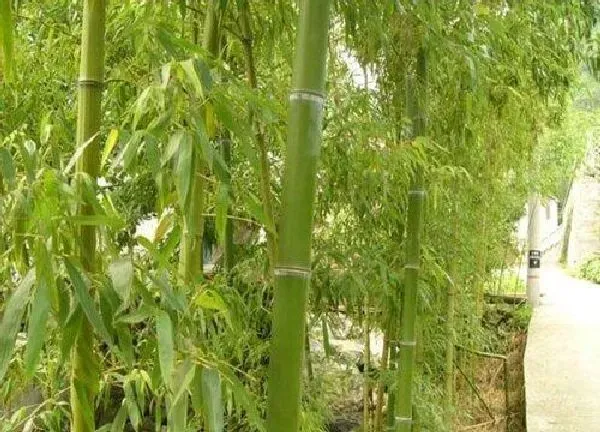 养殖科普|红竹花喜欢阳光吗