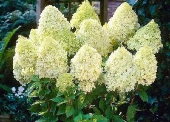 植物种类|圆锥绣球哪个品种的花最漂亮 最值得入手的品种