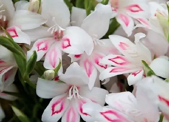 开花时间|唐菖蒲什么时候开花 一年开几次花
