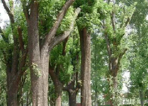 绿植|墓地适合种什么植物