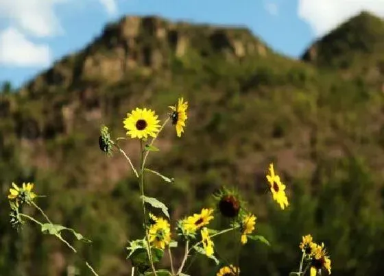 开花时间|向日葵什么季节开花 开花时间与花期月份