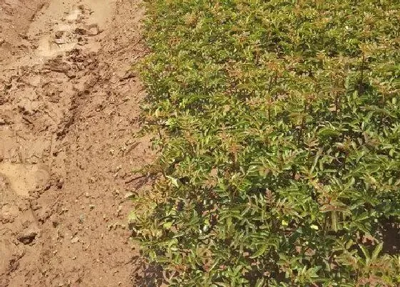 植物修剪|椒树怎么修剪方法