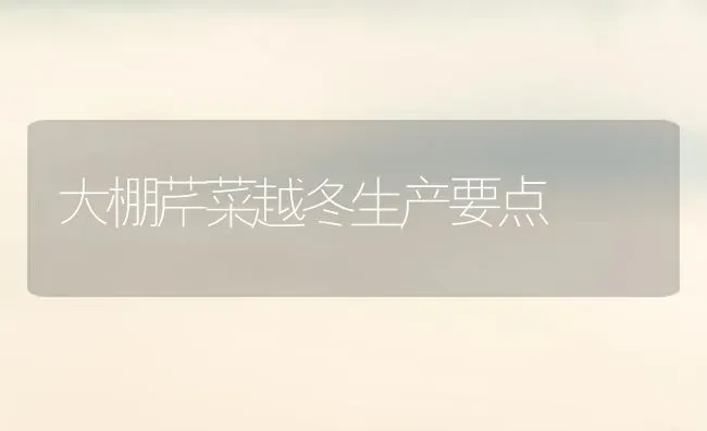 大棚芹菜越冬生产要点 | 蔬菜种植
