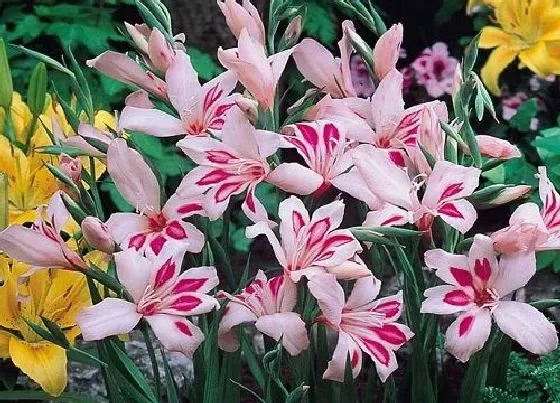开花时间|唐菖蒲什么时候开花 一年开几次花