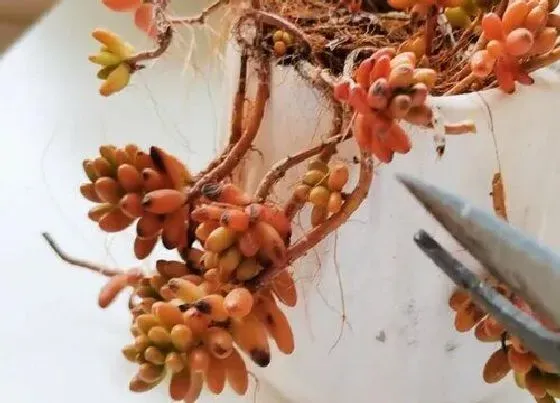 植物修剪|多肉虹之玉怎么修剪方法