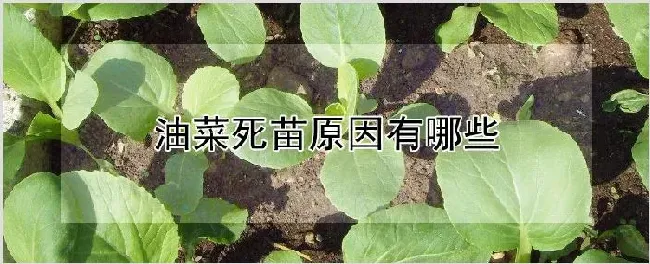 油菜死苗原因有哪些 | 耕种资料