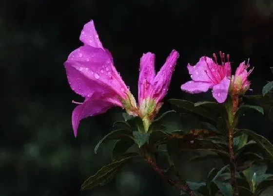 植物百科|药材花卉有哪些