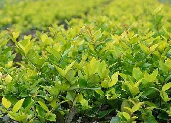 植物种类|胡杨是保护植物吗