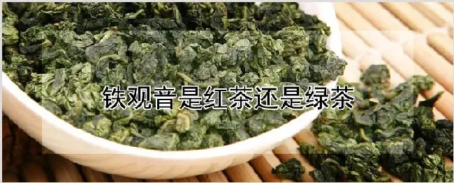 铁观音是红茶还是绿茶 | 耕种资料