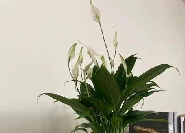 植物浇水|白掌可以浇醋吗 醋水浇白掌正确方法