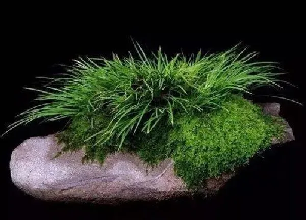 养殖科普|菖蒲喜水吗 属于喜水植物吗