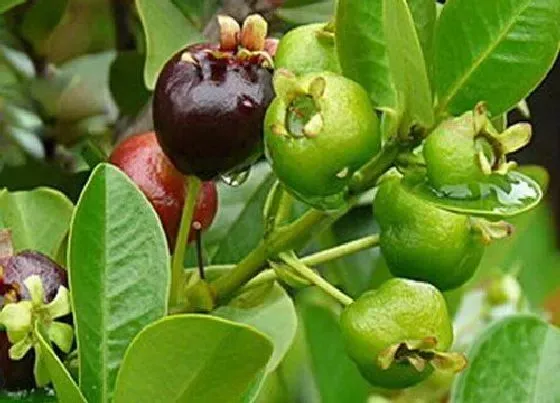 种植管理|巴西甜樱桃几年结果实