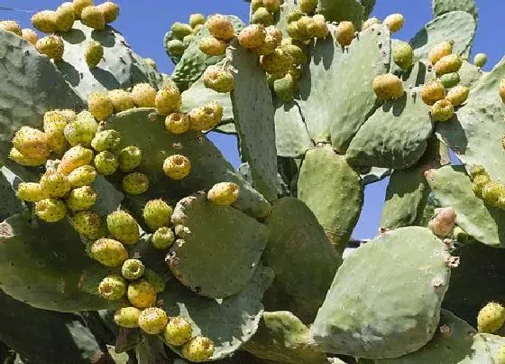 不开花|仙人掌为什么不开花