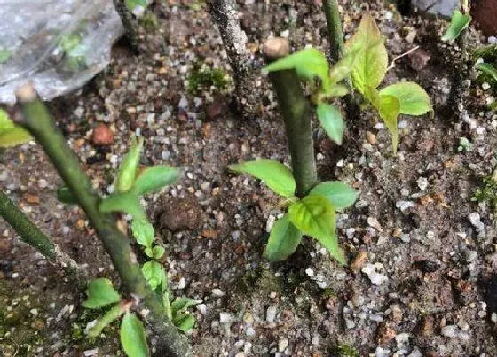 植物繁殖|梅花扦插繁殖方法和注意事项