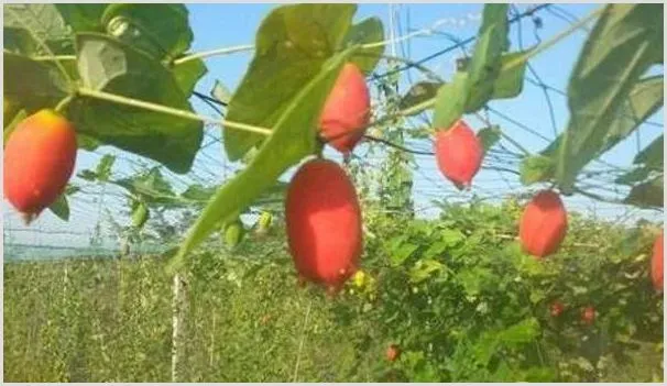 红参果的种植技术及病虫害防治 | 种植资料
