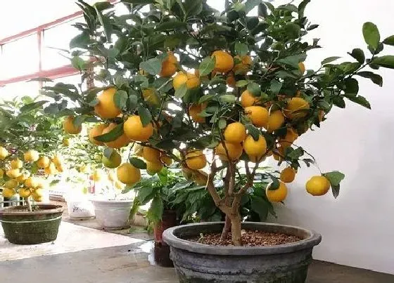 植物虫害|四季桔长虫子怎么办