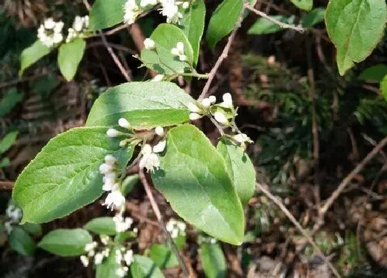 植物泡水|白芷可以泡水喝吗