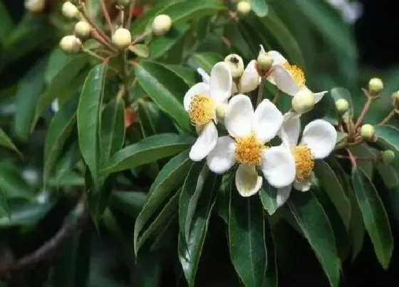 植物排行|山茶科植物有哪些