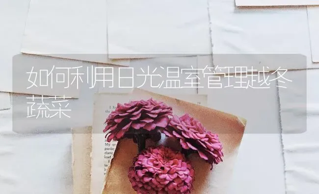 如何利用日光温室管理越冬蔬菜 | 蔬菜种植
