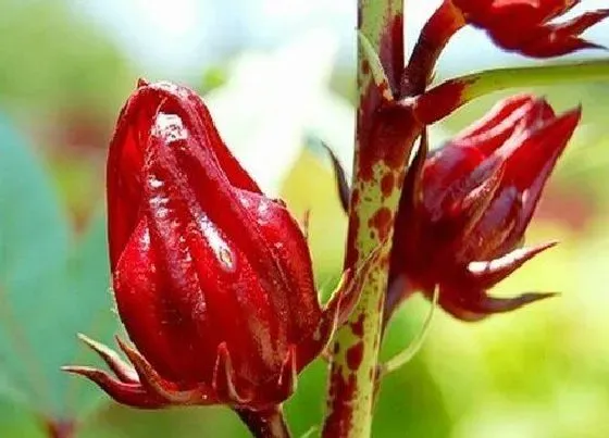 植物播种|洛神花怎么留种子 种子播种时间与方法