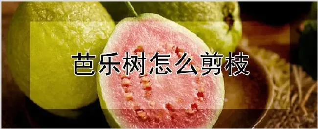 芭乐树怎么剪枝 | 自然知识